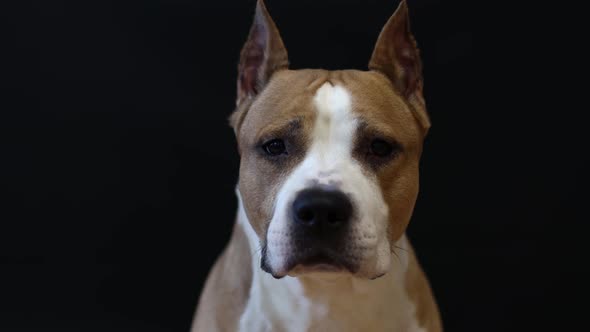 American Staffordshire Terrier Dog on a Black Background