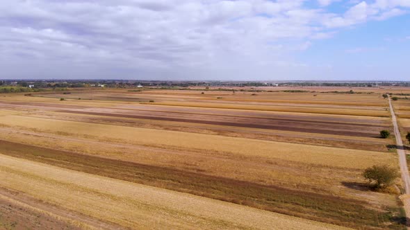 Beautiful agricultural video during a beautiful sunny day. Yellow corn fields on a sunny day with bl alt