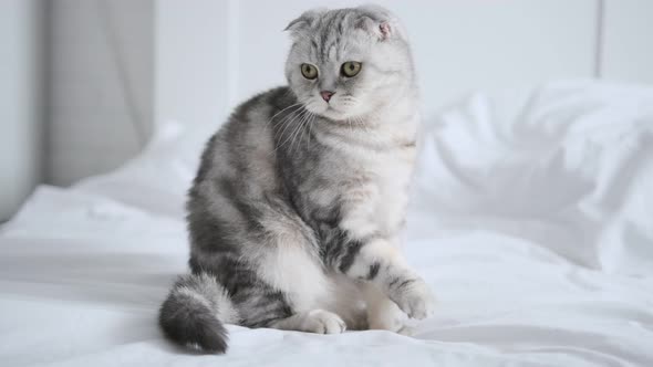 a Purebred Scottish Fold Cat Licks Its Belly