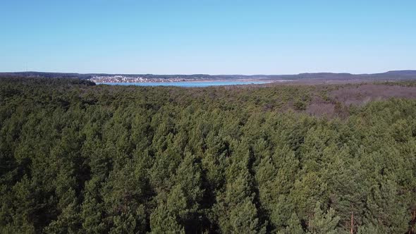 Early in Forest Aerial Top View