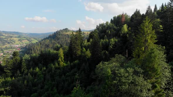 Bird's Eye View of Beautiful Green Spruce Forest