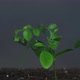 Green Seedlings Nature Fragility Soil Sky Vertical - VideoHive Item for Sale