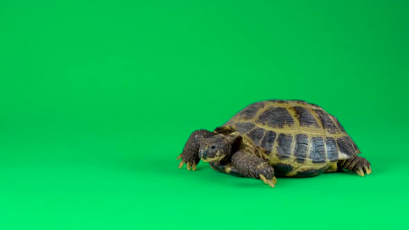Turtle on a Green Background Screen alt