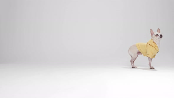 Miniature pinscher with a sweatshirt alt