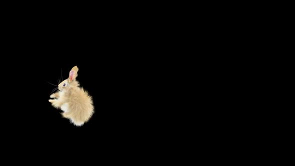 60 Rabbit Jump Over HD alt