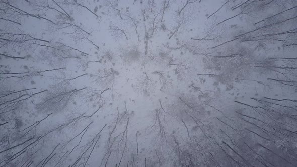 Aerial Top View Beech Forest in Winter