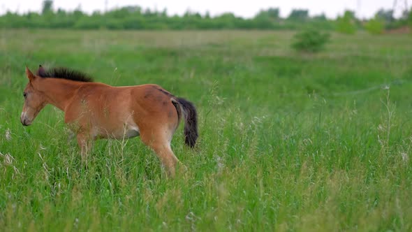 Family of Ginger Horses Mother and Colt Grazing in Nature alt