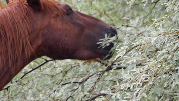Scarred horse eats the leaves off of a mesquite tree. alt