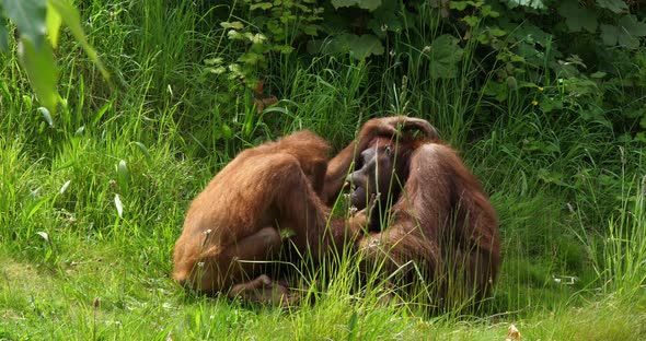 Orang Utan, pongo pygmaeus, Mother playing with Young, slow motion 4K alt