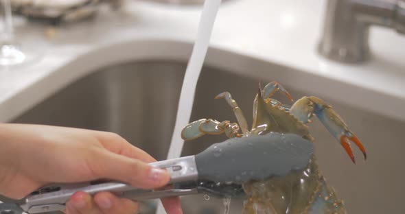 Crab being Washed in running Water