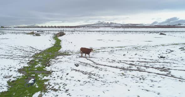 Aerial view of cattle in a field with snow, Sefat, Upper Galilee, Israel. alt