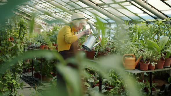 Old Lady in Apron Watering Pot Plants in Greenhouse Cultivating Organic Greenery alt