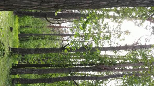 Vertical Video of a Beautiful Green Pine Forest on a Summer Day Slow Motion alt