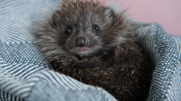 Cute Wild Hedgehog in a Blanket at Home in the Hands of a Person alt