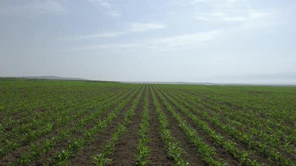 Well designed plant field view with perspective