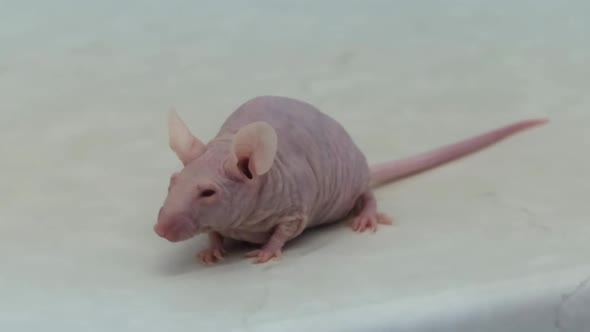Hairless Laboratory Mouse alt