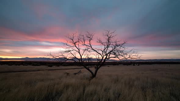 Colorful sunset time lapse of single tree in open field alt