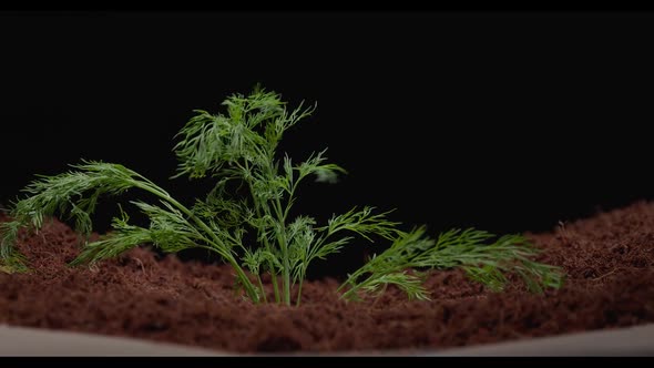 Dill Sprouts Through the Soil