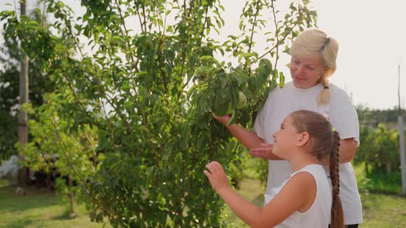 Woman and girl inspecting pears in garden outdoors. Two females persons looking at fruits alt