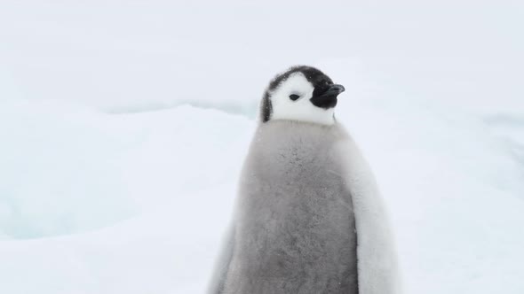 Emperor Penguin Chicks on the Ice in Antarctica
