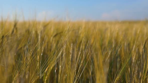 Walking Through A Wheat Field