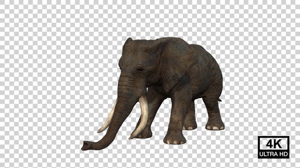 Elephant Hit Front Angle View alt
