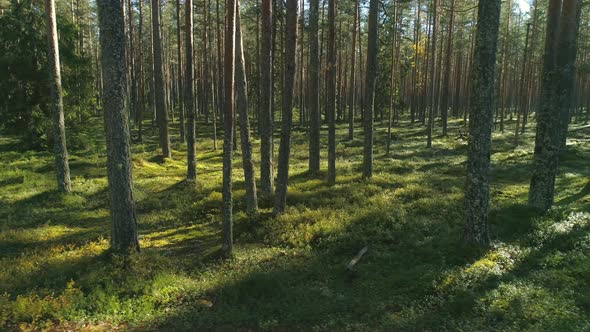 Forest in Morning alt