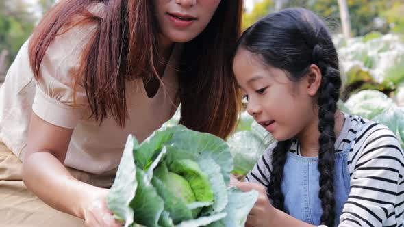 Happy Asian family farmer picking cabbage in a vegetable garden together