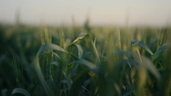 Green Wheat Spikelets Growing Field Closeup alt