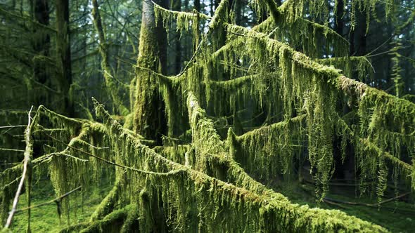 Panning Through a Spooky Forest