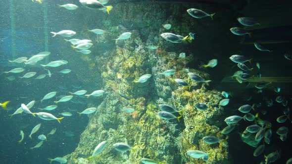 The Underwater World alt