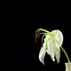Time-lapse of dying white lily flower - VideoHive Item for Sale
