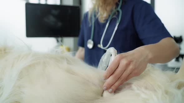 Close up of female veterinarian doing an ultrasound exam on dog. Shot with RED helium camera in 4K. alt