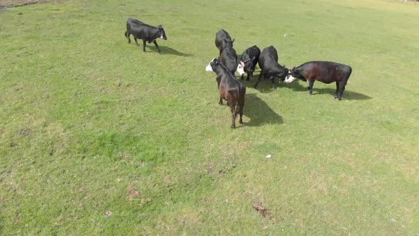 Aerial shot rotating around black cattle that are happily playing on a farm in Victoria. alt