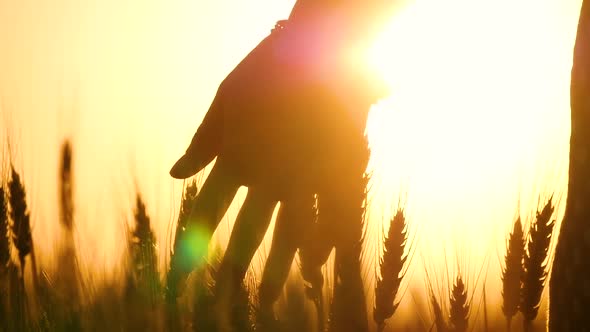The Girl's Hand Touches the Wheat Spikelets at Sunset in Close-up. Silhouette of a Woman's Hand. alt