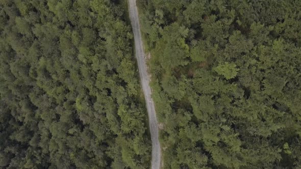 Wood Forest and Road Above Top View in Summer Sunny Day Aerial Drone Overhead Flight Wide Nature