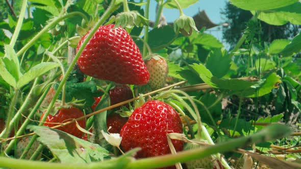 Ripe organic strawberry bush in the garden close up