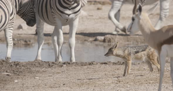 Jackal Waiting for Prey to Hunt