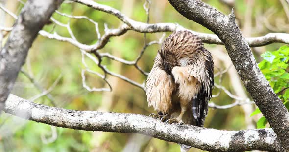 Brown Fish Owl grooming , preening its feathers to keep them clean in forest alt