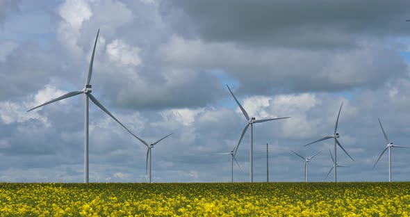 Field of rapeseed (Brassica napus)and wind turbines  in Brittany, France alt