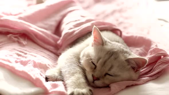 Beautiful White Kitten Sleeping on a Pink Bedspread in Sunlight
