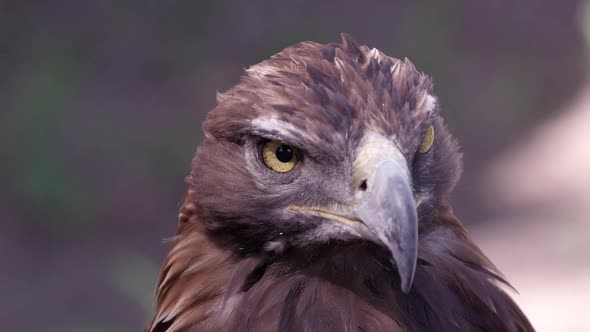 Close up view of Golden Eagles head alt