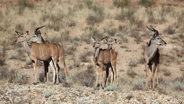 Kudu Antelopes In Natural Habitat - South Africa alt