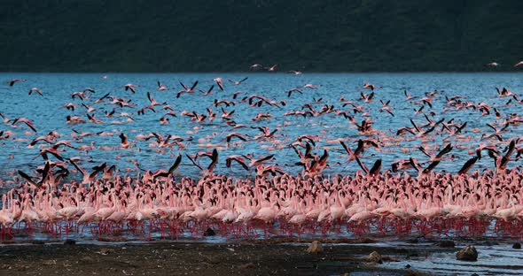 Lesser Flamingo, phoenicopterus minor, Group in Flight, Taking off from Water alt