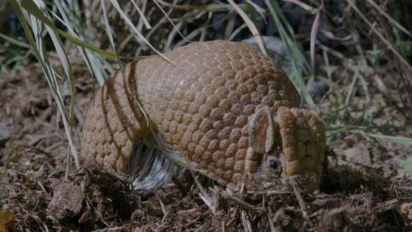 Armadillo rooting around for food in the dirt alt