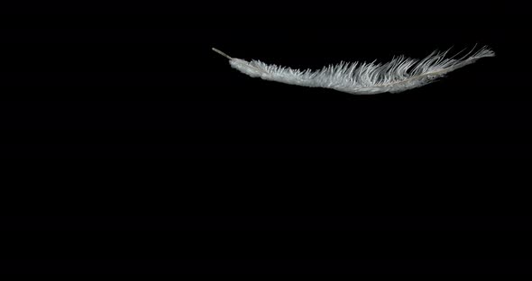 White Feather Falling against Black Background, Normandy, Slow Motion 4K alt