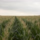 Cornfield - VideoHive Item for Sale