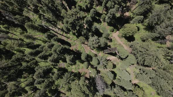 Wilderness Desolation Sequoia Trees alt