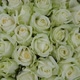 White Roses Top View - VideoHive Item for Sale