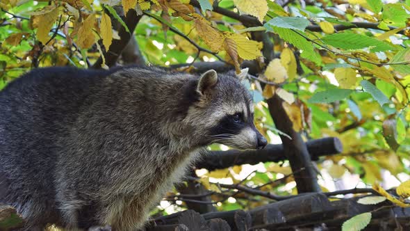 Raccoon (Procyon lotor) and autumn leaves in background. Also known as the North American raccoon alt